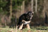 BERGER AUSTRALIEN PUPPIES 667